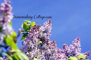 http://www.dreamstime.com/stock-images-lilac-bush-sky-image19831274