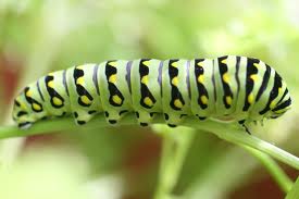 Poem of the Week: Caterpillar